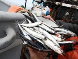 First Peruvian anchovy fishing season ends with 98.1% of quota