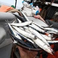 First Peruvian anchovy fishing season ends with 98.1% of quota