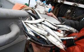 First Peruvian anchovy fishing season ends with 98.1% of quota
