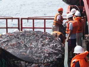 Concern in the Peruvian fishing industry about a new law that regulates Imarpe