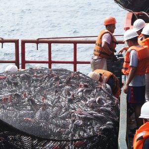 Concern in the Peruvian fishing industry about a new law that regulates Imarpe