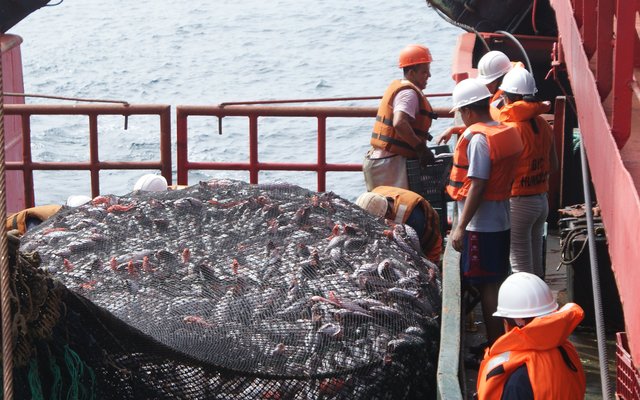 Concern in the Peruvian fishing industry about a new law that regulates Imarpe