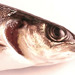 Skrettings functional feed helps recovery of salmon opercular malformations