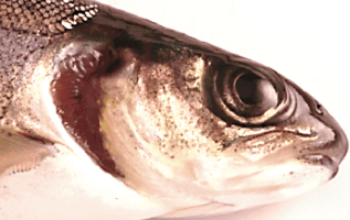 Skrettings functional feed helps recovery of salmon opercular malformations