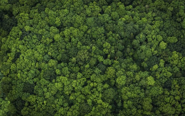 Brazilian suppliers end trade of deforestation-linked soy to the salmon industry