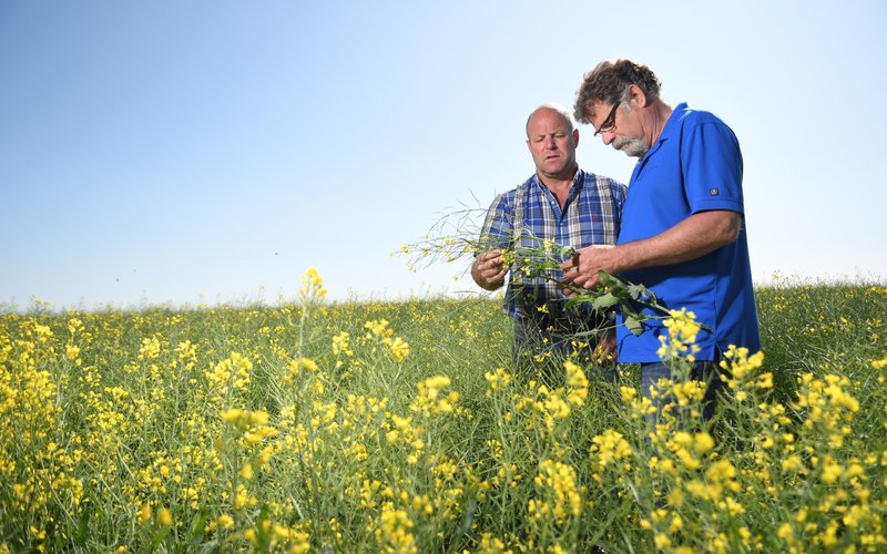 Viterra to build world-class canola crush facility in Canada