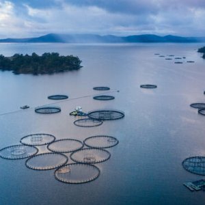 Global Salmon Initiative reports environmental progress for salmon farming