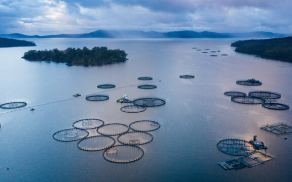 Global Salmon Initiative reports environmental progress for salmon farming