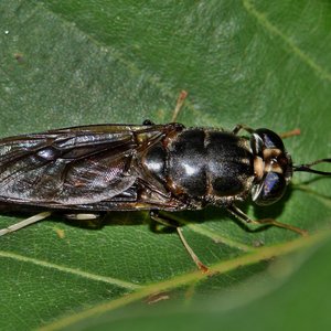 US request information on insect production