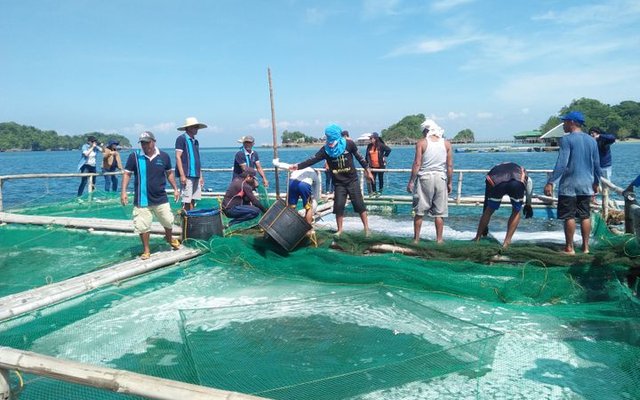 Low-cost formulated feed increases body weight and survival in milkfish and tilapia