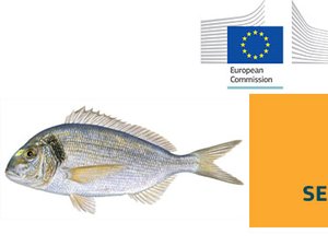 Gilthead seabream price structure analysis in the EU