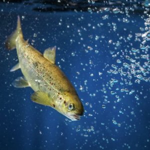 Study suggests selenium requirements in Atlantic salmon exceed the EU legal limit