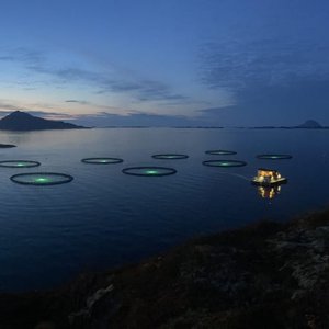 BioMar partners with cod farming company