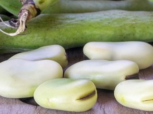 BENEO invests in pulse-processing plant