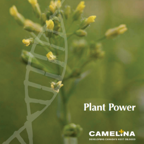 Is camelina oil a potential replacement of fish oil in tilapia?
