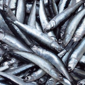 Peru authorizes first anchovy fishing season