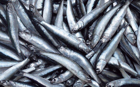 Peru authorizes first anchovy fishing season