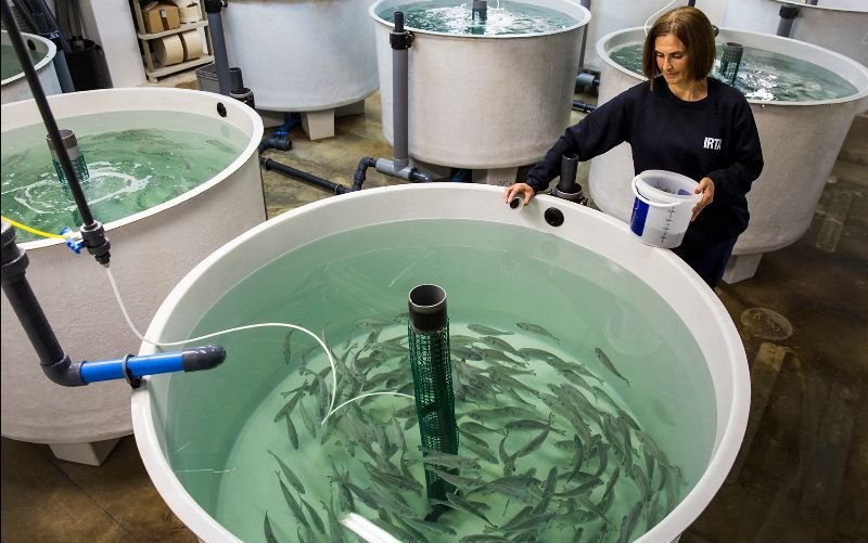 Spray-dried plasma inclusion improves productivity and immune potential in seabream