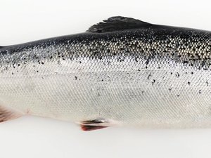 Norwegian fish feed sector supports use of sustainable marine ingredients