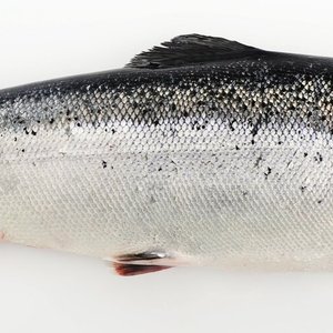 Norwegian fish feed sector supports use of sustainable marine ingredients