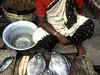 New FAO report shows aquaculture increasing, wild stocks further depleted