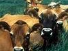 AFIA Responds to GAO Report on FDA’s Management of Feed Ban