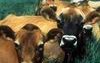 AFIA Responds to GAO Report on FDA’s Management of Feed Ban