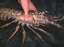 Commercial Lobster Farms on the Horizon