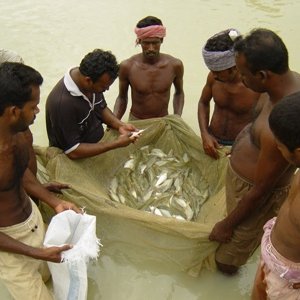 Telling the story of soy-fed fish