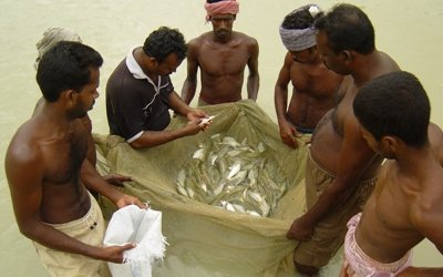 Telling the story of soy-fed fish