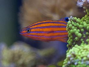 Aquarium fish breeding breakthrough