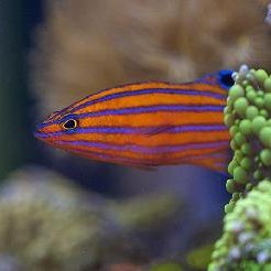 Aquarium fish breeding breakthrough