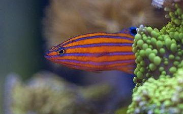 Aquarium fish breeding breakthrough