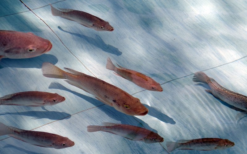 New research explores 'triple benefit' of adding phytase to tilapia feed