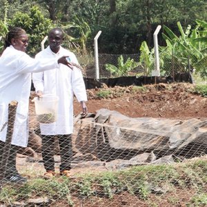 Insect meal tested in East Africa fish farms