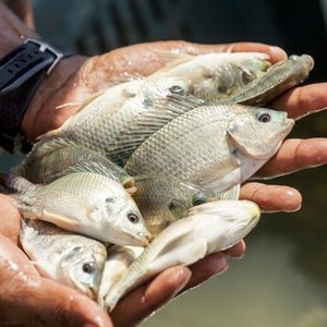 Skretting supports Egyptian tilapia farming