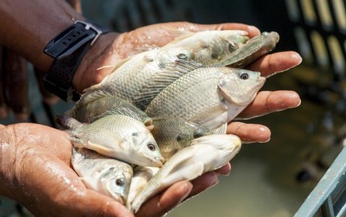 Skretting supports Egyptian tilapia farming