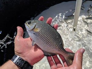 Hawaiian researchers get promising results with a new herbivorous fish 