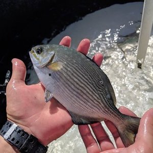 Hawaiian researchers get promising results with a new herbivorous fish 