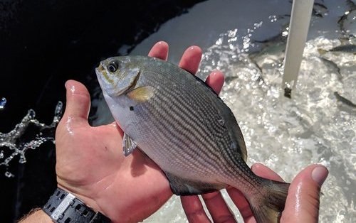 Hawaiian researchers get promising results with a new herbivorous fish 