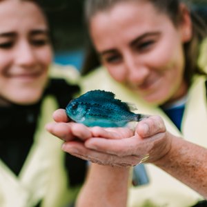 BioMar eliminates cataracts in lumpfish with a new feed diet