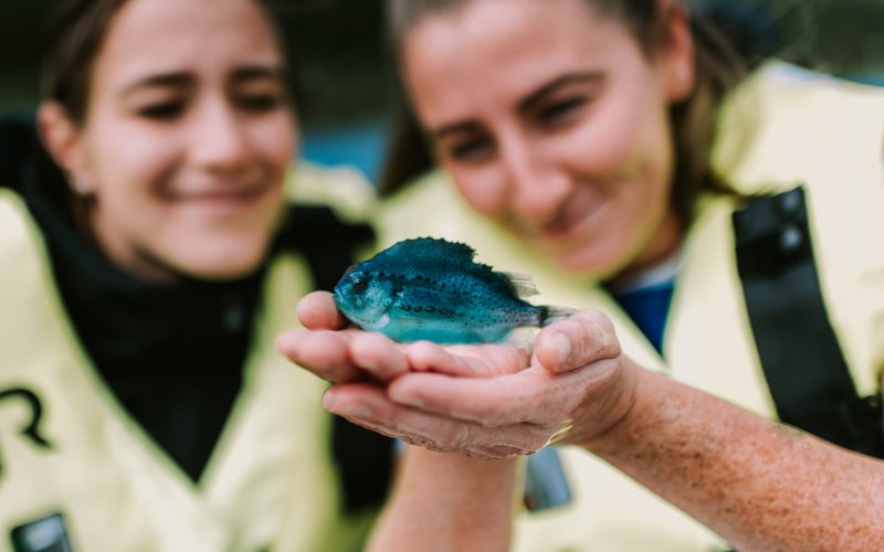 BioMar eliminates cataracts in lumpfish with a new feed diet