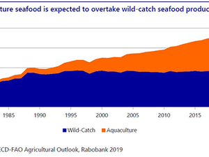Rabobank says aquaculture will surpass wild-catch seafood by next year