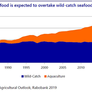 Rabobank says aquaculture will surpass wild-catch seafood by next year