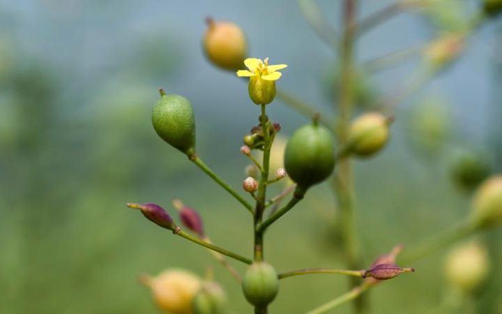 GM camelina trials approved in the UK 