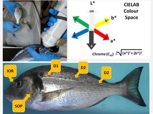 Aller Aqua functional feed improves sea bream pigmentation