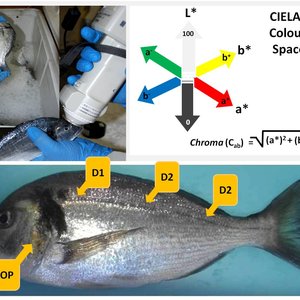 Aller Aqua functional feed improves sea bream pigmentation