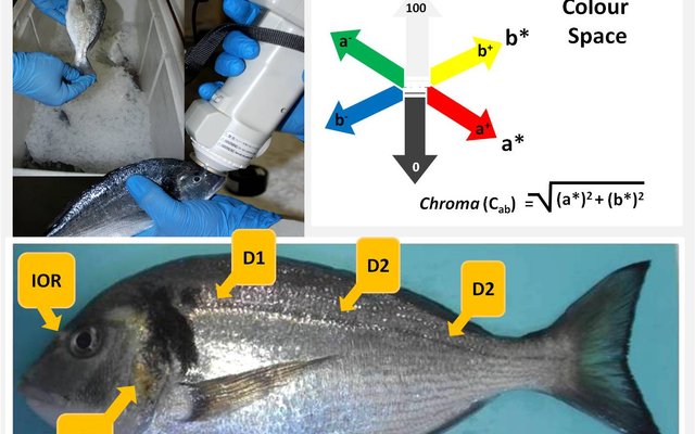 Aller Aqua functional feed improves sea bream pigmentation