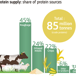 EU publishes an overview of feed supply