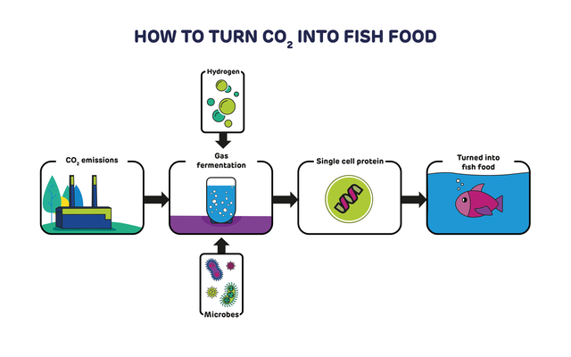New carbon capture technology to produce protein for aquafeed